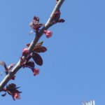 Prunus cerasifera Nigra- estadi E_primers foliols foliols