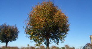 Prunus fructicosa Globosa-arbre tardor