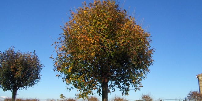 Prunus fructicosa Globosa-arbre tardor