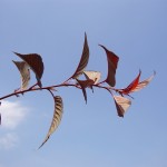 Prunus serrulata Royal Burgundy-creixement