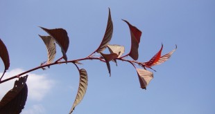 Prunus serrulata Royal Burgundy-creixement