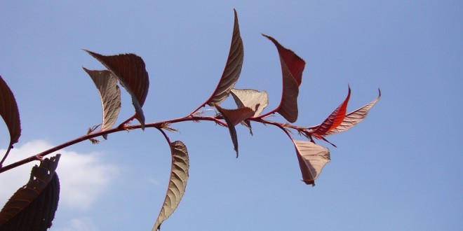 Prunus serrulata Royal Burgundy-creixement