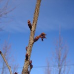 Prunus subhirtella Autumnalis-arbre tardor