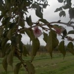 Prunus subhirtella Autumnalis-flor