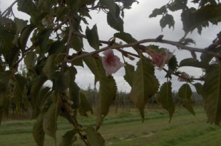 Prunus subhirtella Autumnalis-flor