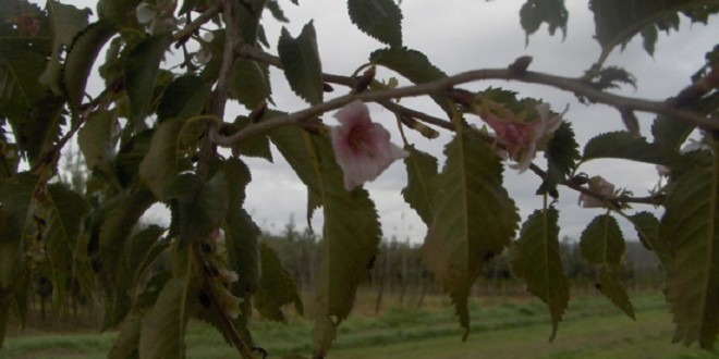 Prunus subhirtella Autumnalis-flor