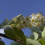 Prunus virginiana Shubert-flor