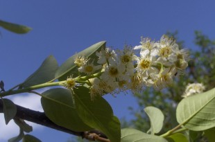 Prunus virginiana Shubert-flor