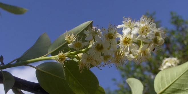 Prunus virginiana Shubert-flor