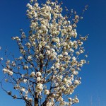 Pyrus-calleriana-Chanticleer-plena-florició