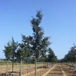 Quercus cerris-arbre estiu