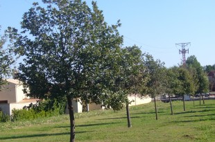 Quercus pubescens-alineació