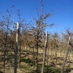 Quercus pubescens-arbre hivern