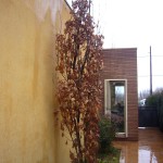 Quercus robur Fastigiata Koster-arbre hivern