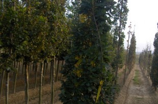 Quercus robur Fastigiata Koster-format fastigiat