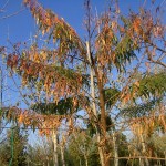 Rhus typhina Dissecta-coloració