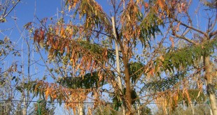 Rhus typhina Dissecta-coloració