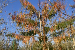 Rhus typhina Dissecta-coloració