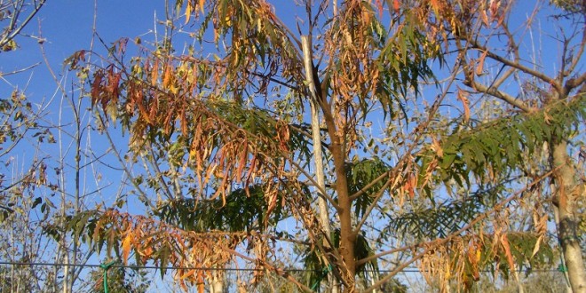 Rhus typhina Dissecta-coloració