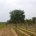Rhus typhina-arbre estiu viver