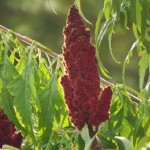 Rhus typhina-fruit tardor