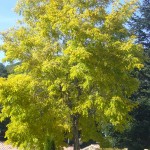 Robinia pseudiacacia Frisia-arbre tardor
