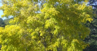 Robinia pseudiacacia Frisia-arbre tardor