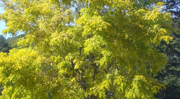 Robinia pseudiacacia Frisia-arbre tardor