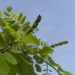 Robinia pseudoacacia Bessoniana-estadi D