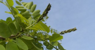 Robinia pseudoacacia Bessoniana-estadi D