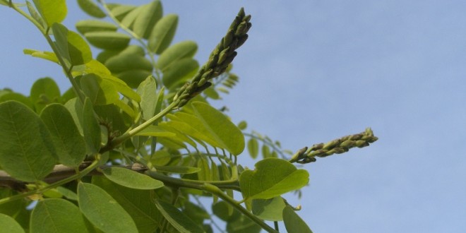 Robinia pseudoacacia Bessoniana-estadi D