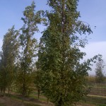 Robinia pseudoacacia Fastigiata-arbre tardor