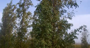 Robinia pseudoacacia Fastigiata-arbre tardor