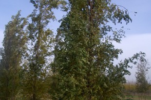 Robinia pseudoacacia Fastigiata-arbre tardor