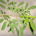 Robinia pseudoacacia Unifolia-creixement