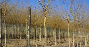 Salix alba Vitellina Pendula-format copa