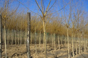 Salix alba Vitellina Pendula-format copa