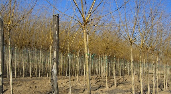 Salix alba Vitellina Pendula-format copa