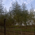 Salix alba-arbre tardor