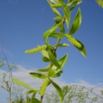 Salix alba-flor