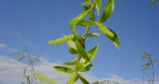 Salix alba-flor