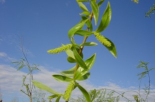 Salix alba-flor