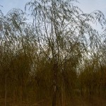 Salix babylonica-arbre tardor
