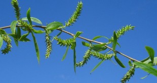 Salix babylonica-flor