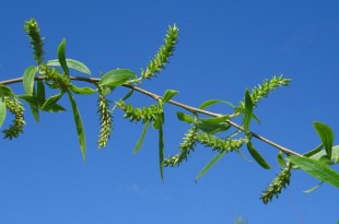 Salix babylonica-flor