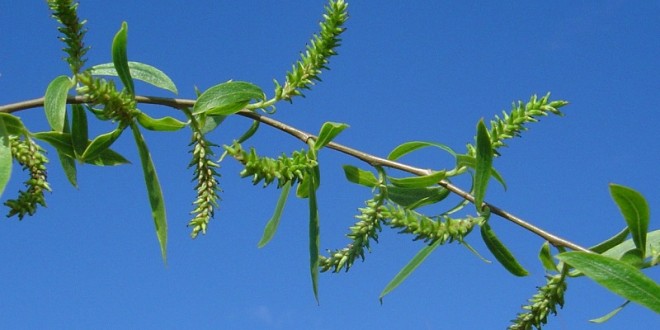 Salix babylonica-flor