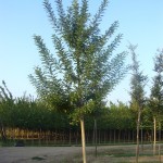 Sophora japonica Pubescens- arbre estiu