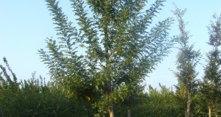 Sophora japonica Pubescens- arbre estiu