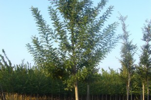 Sophora japonica Pubescens- arbre estiu