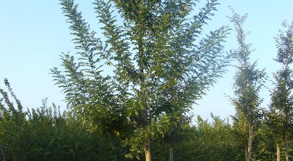 Sophora japonica Pubescens- arbre estiu